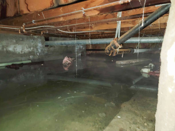 Best Mold removal after water damage  in Lookout Mountain, GA